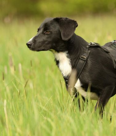 Kuschelmaus Tinella sucht ihre Familie....