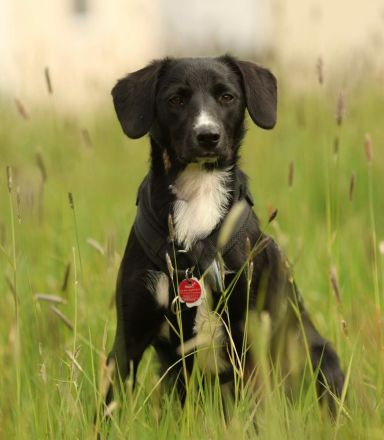 Kuschelmaus Tinella sucht ihre Familie....
