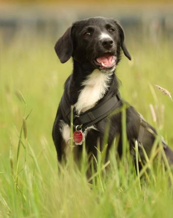 Kuschelmaus Tinella sucht ihre Familie....