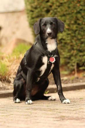 Kuschelmaus Tinella sucht ihre Familie....