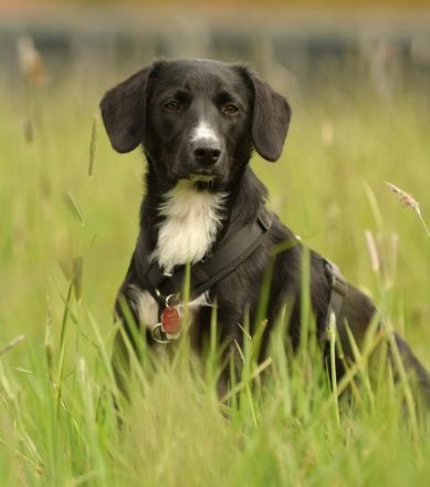 Kuschelmaus Tinella sucht ihre Familie....
