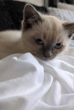 Süßer Kitte suchen ein liebevolles Zuhause 🐾