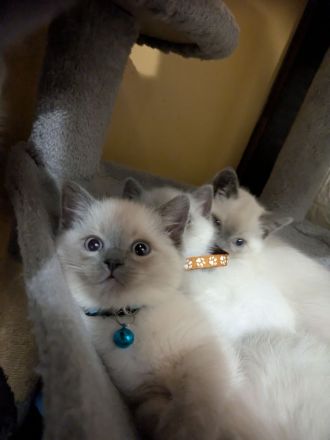 Glöckchen sind bereit zum ausziehen ❤️