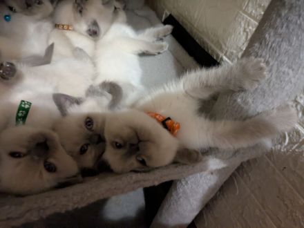 Glöckchen sind bereit zum ausziehen ❤️