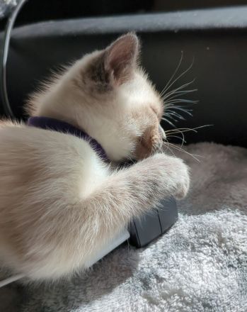 Süßer Kitte suchen ein liebevolles Zuhause 🐾