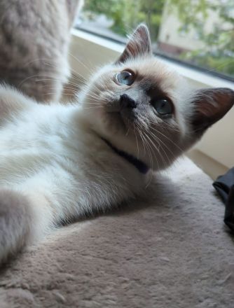 Süßer Kitte suchen ein liebevolles Zuhause 🐾