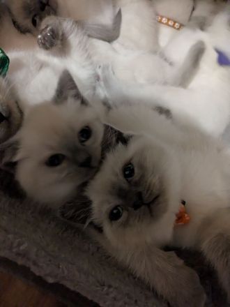 Glöckchen sind bereit zum ausziehen ❤️