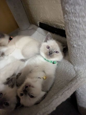 Glöckchen sind bereit zum ausziehen ❤️