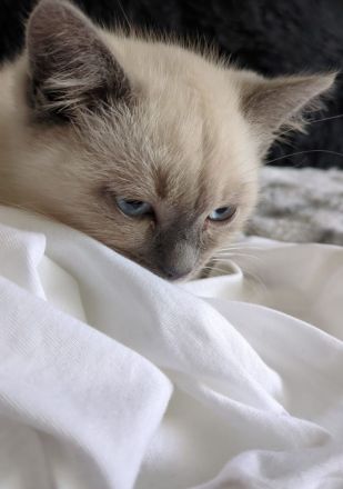 Süßer Kitte suchen ein liebevolles Zuhause 🐾