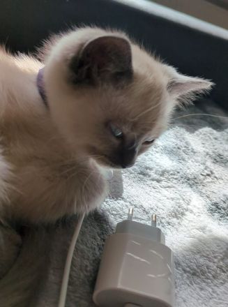 Süßer Kitte suchen ein liebevolles Zuhause 🐾