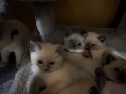 Glöckchen sind bereit zum ausziehen ❤️