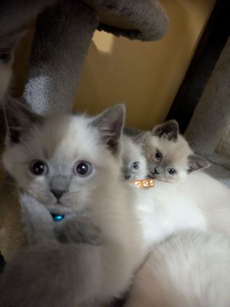 Glöckchen sind bereit zum ausziehen ❤️