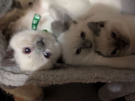 Glöckchen sind bereit zum ausziehen ❤️