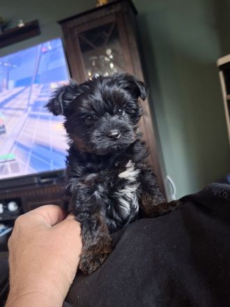 2 süße Yorkiepoo Welpen für Allergiker geeignet!