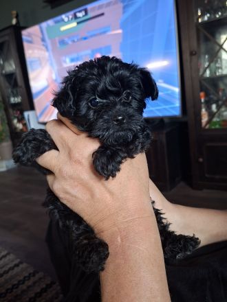 2 süße Yorkiepoo Welpen für Allergiker geeignet!