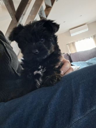 2 süße Yorkiepoo Welpen für Allergiker geeignet!