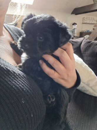 2 süße Yorkiepoo Welpen für Allergiker geeignet!