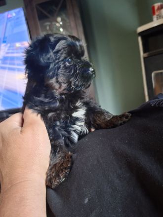 2 süße Yorkiepoo Welpen für Allergiker geeignet!