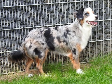 **KNIGHT`S** Mini / Toy - Aussie Welpen in allen Farben