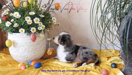 **KNIGHT`S** Mini / Toy - Aussie Welpen in allen Farben