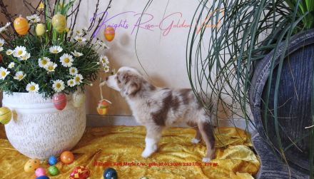 **KNIGHT`S** Mini / Toy - Aussie Welpen in allen Farben