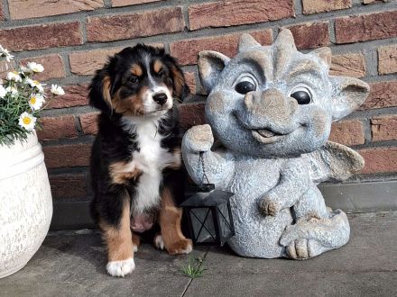 **KNIGHT`S** Mini / Toy - Aussie Welpen in allen Farben