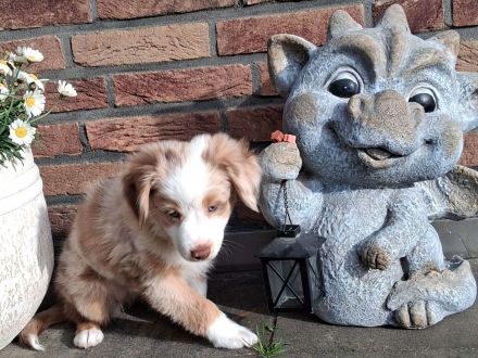 **KNIGHT`S** Mini / Toy - Aussie Welpen in allen Farben