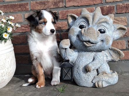 **KNIGHT`S** Mini / Toy - Aussie Welpen in allen Farben