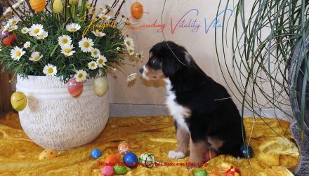 **KNIGHT`S** Mini / Toy - Aussie Welpen in allen Farben