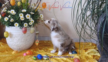 **KNIGHT`S** Mini / Toy - Aussie Welpen in allen Farben