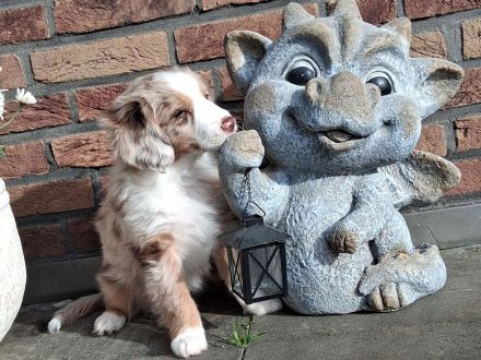 **KNIGHT`S** Mini / Toy - Aussie Welpen in allen Farben