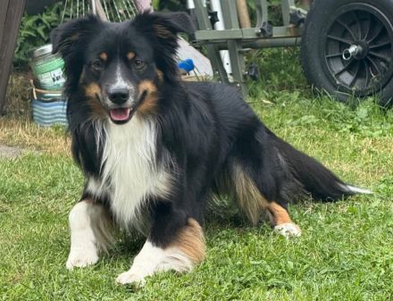 **KNIGHT`S** Mini / Toy - Aussie Welpen in allen Farben