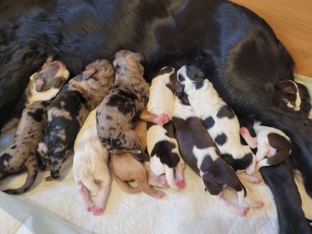 Cockapoo Welpen Harlekin-Merle