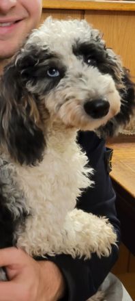 Cockapoo Welpen Harlekin-Merle