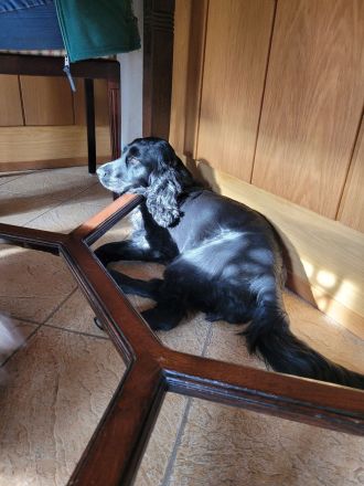 Cockapoo Welpen Harlekin-Merle