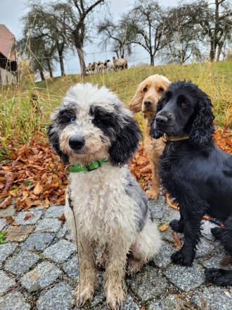 Cockapoo Welpen Harlekin-Merle
