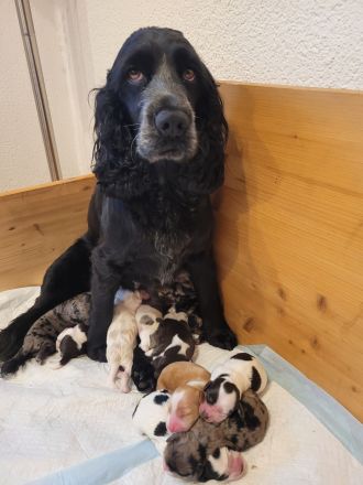 Cockapoo Welpen Harlekin-Merle