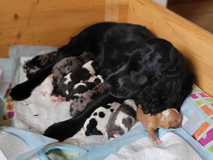 Cockapoo Welpen Harlekin-Merle