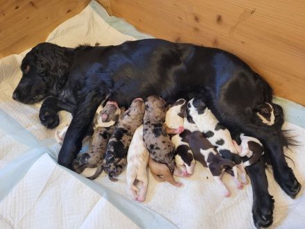 Cockapoo Welpen Harlekin-Merle