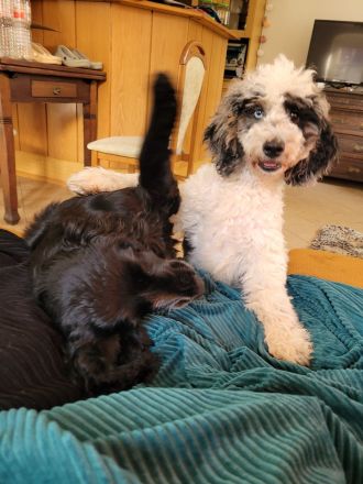 Cockapoo Welpen Harlekin-Merle