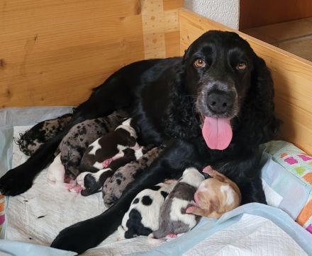 Cockapoo Welpen Harlekin-Merle