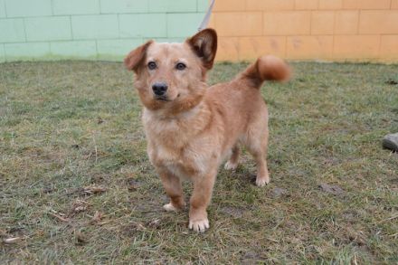 Svonky, Dackel/Pinscher Mischling (kastriert) SGB 595,00 €