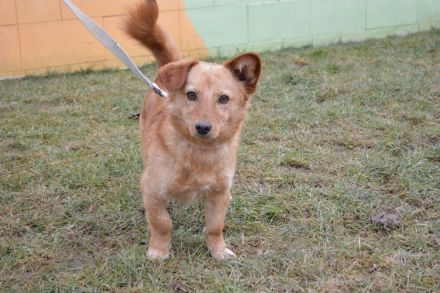 Svonky, Dackel/Pinscher Mischling (kastriert) SGB 595,00 €