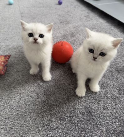 BKH Kitten Black Shaded