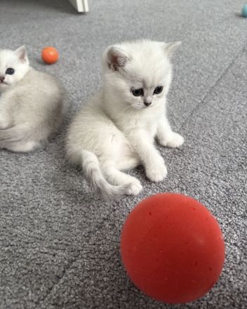 BKH Kitten Black Shaded