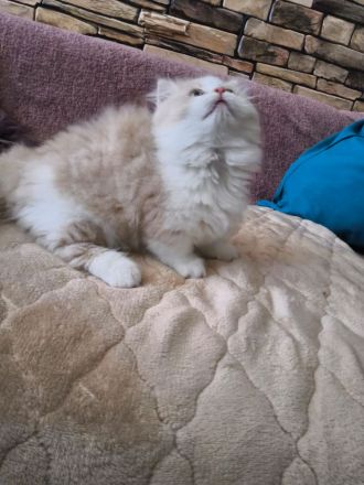 Munchkin Kitten, Kater
