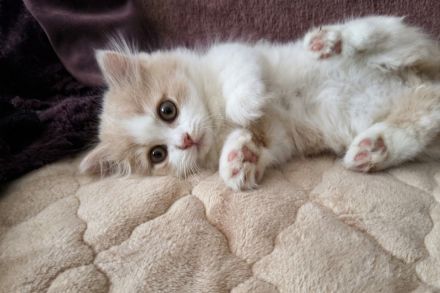 Munchkin Kitten, Kater