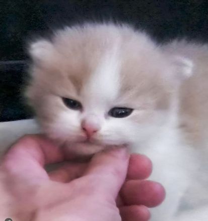 2 Munchkin Katze mit Kitten