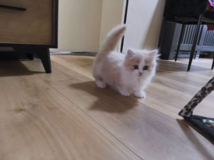 Munchkin abgabebereit