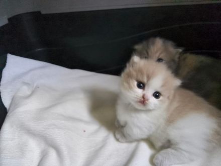 2 Munchkin Katze mit Kitten